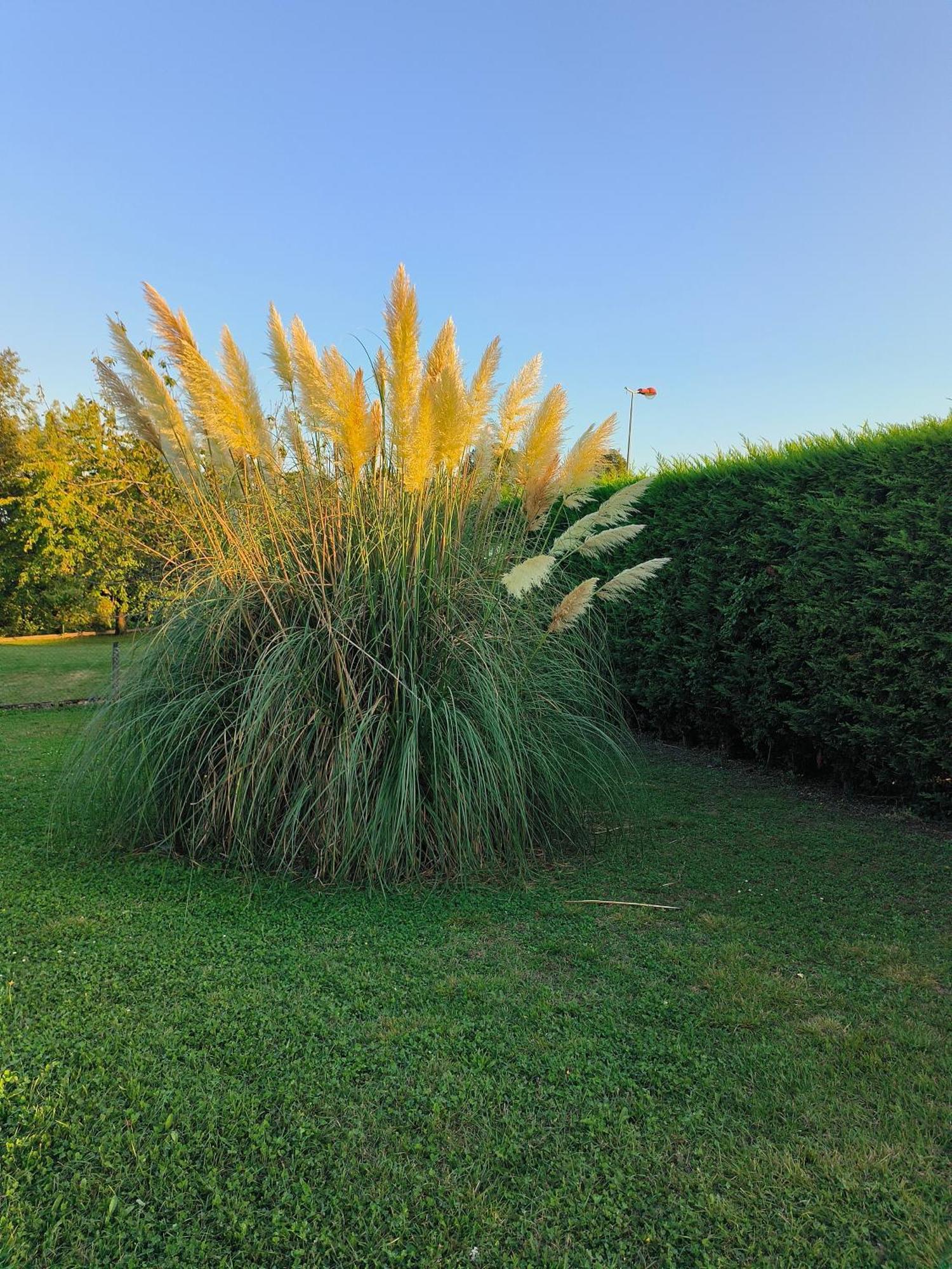 Bed and Breakfast Vegetal Jungle Blaye-Les-Mines Exterior foto